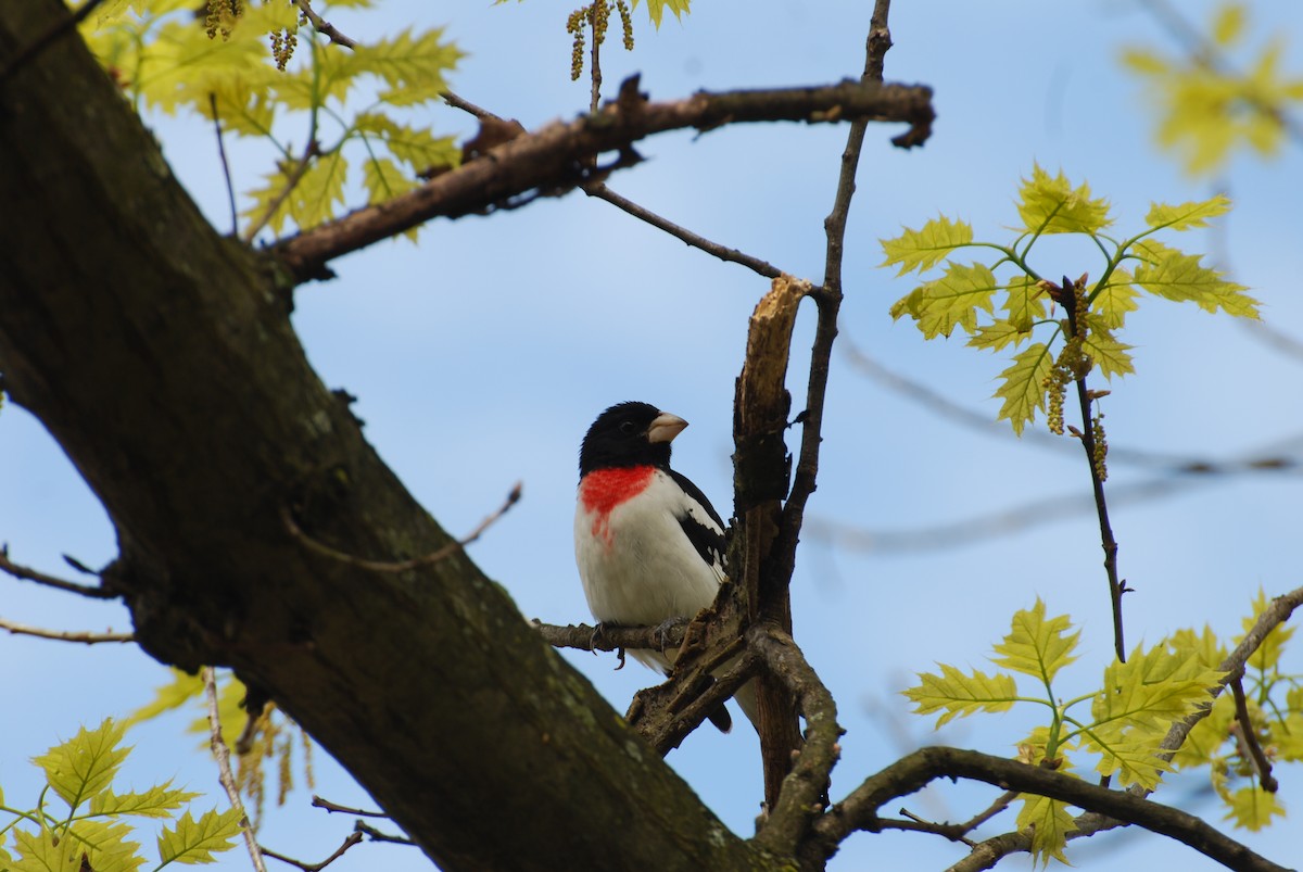 Rose-breasted Grosbeak - ML230690211