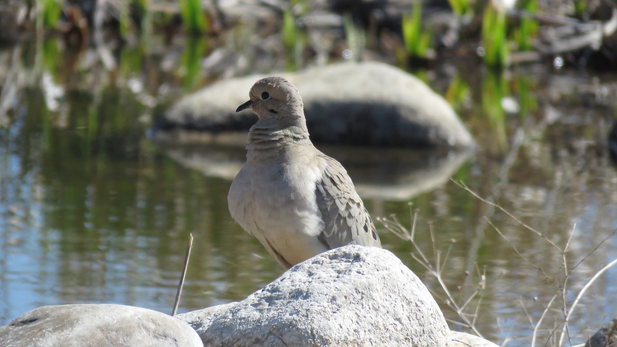 Mourning Dove - ML230692501