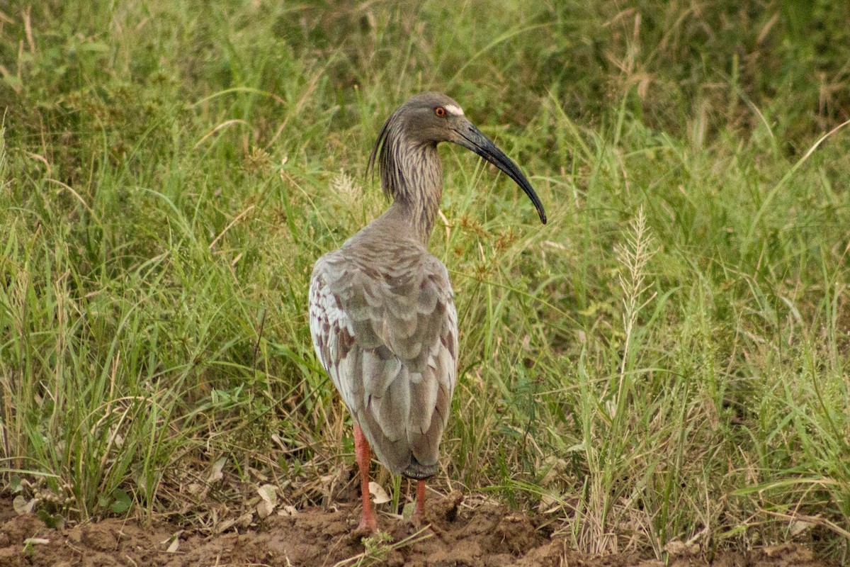 Plumbeous Ibis - ML230692821