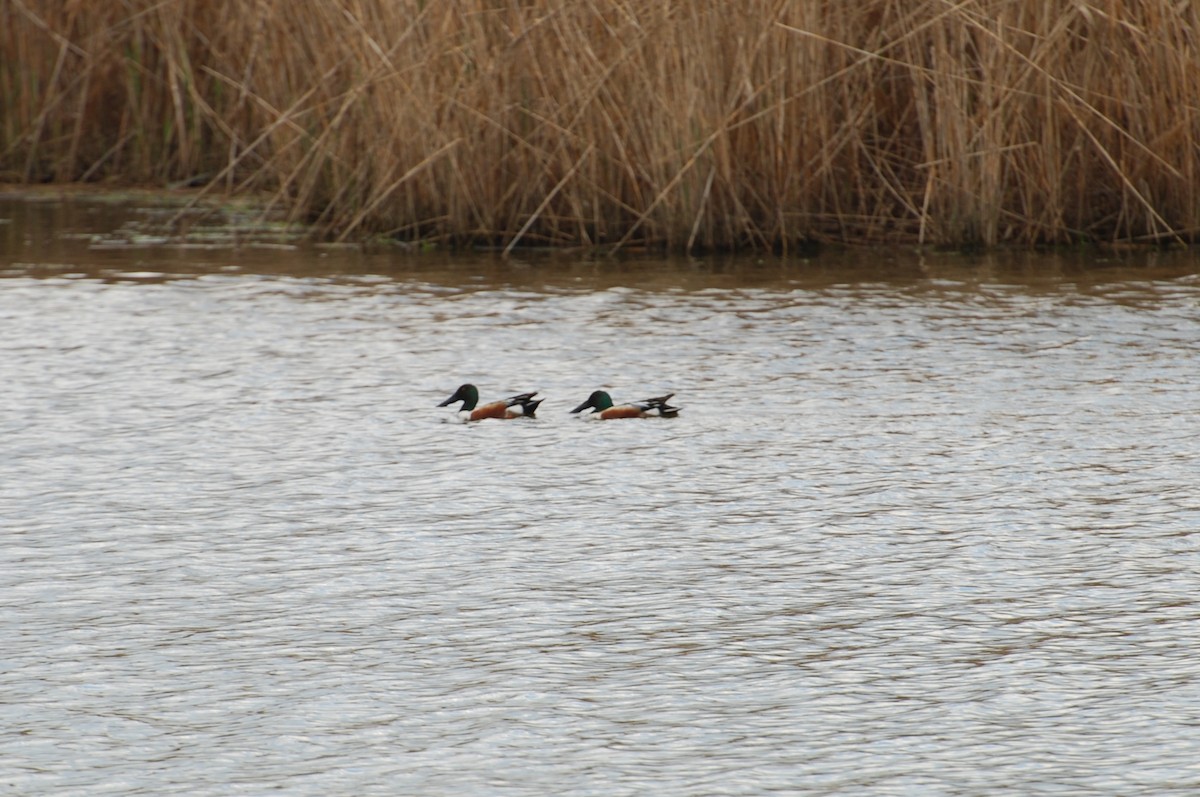 Northern Shoveler - ML230693161