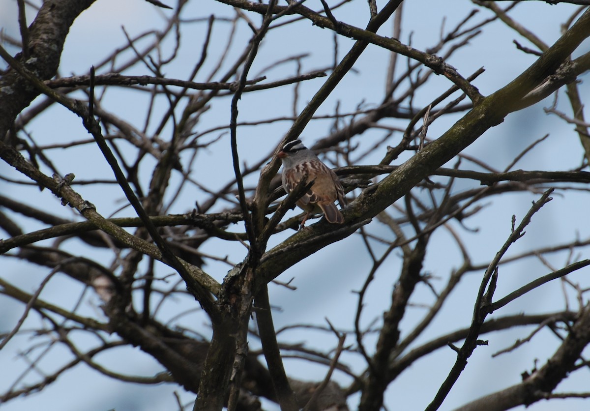 White-crowned Sparrow - ML230693271