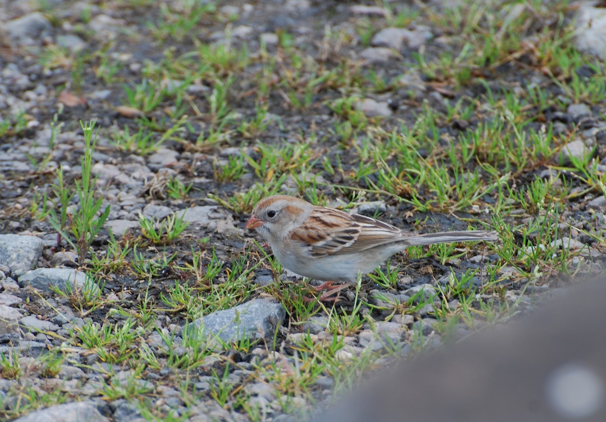 Field Sparrow - ML230693301