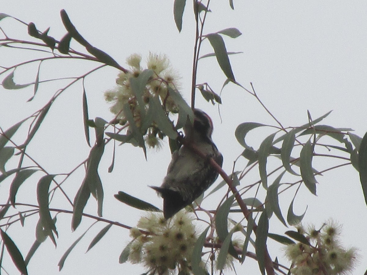 Nuttall's Woodpecker - ML23069391