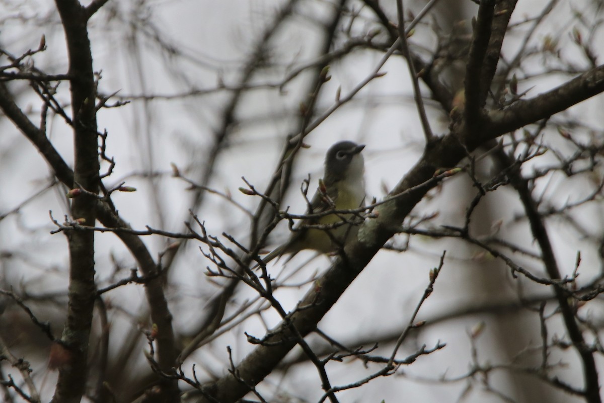 Blue-headed Vireo - Sandy C