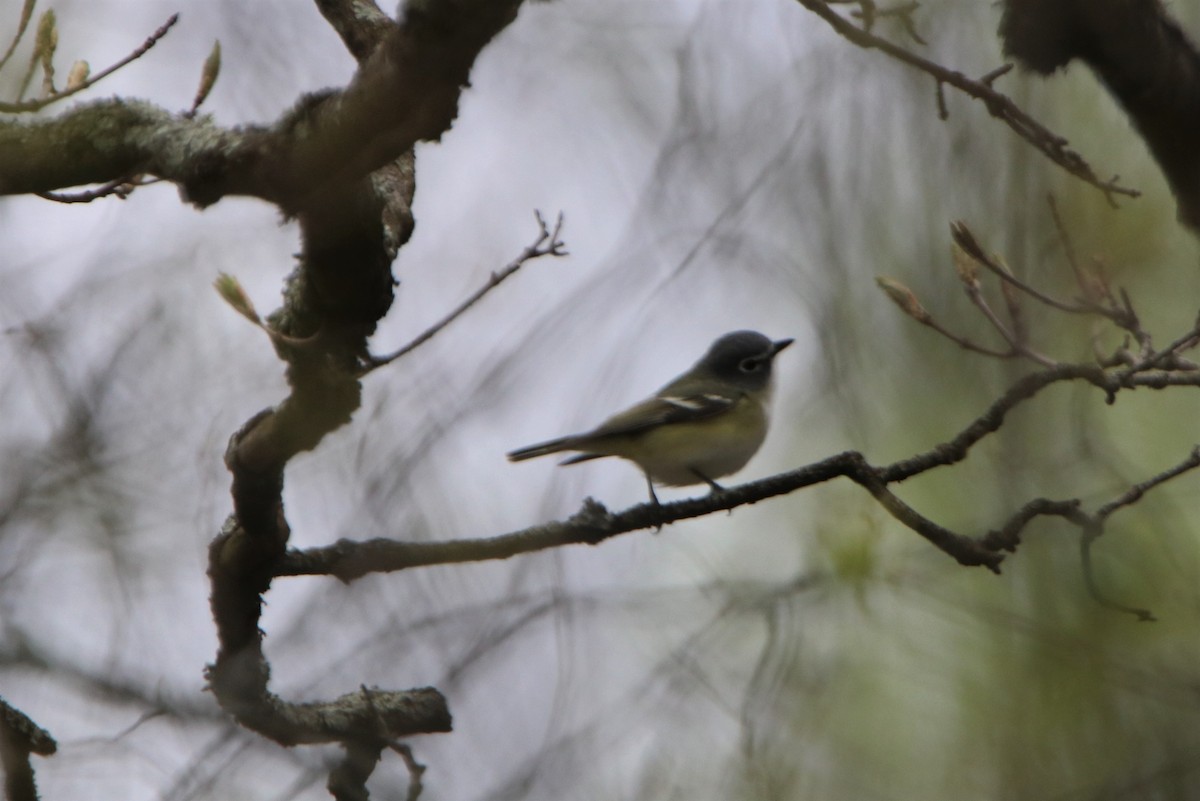 Vireo Solitario - ML230694871