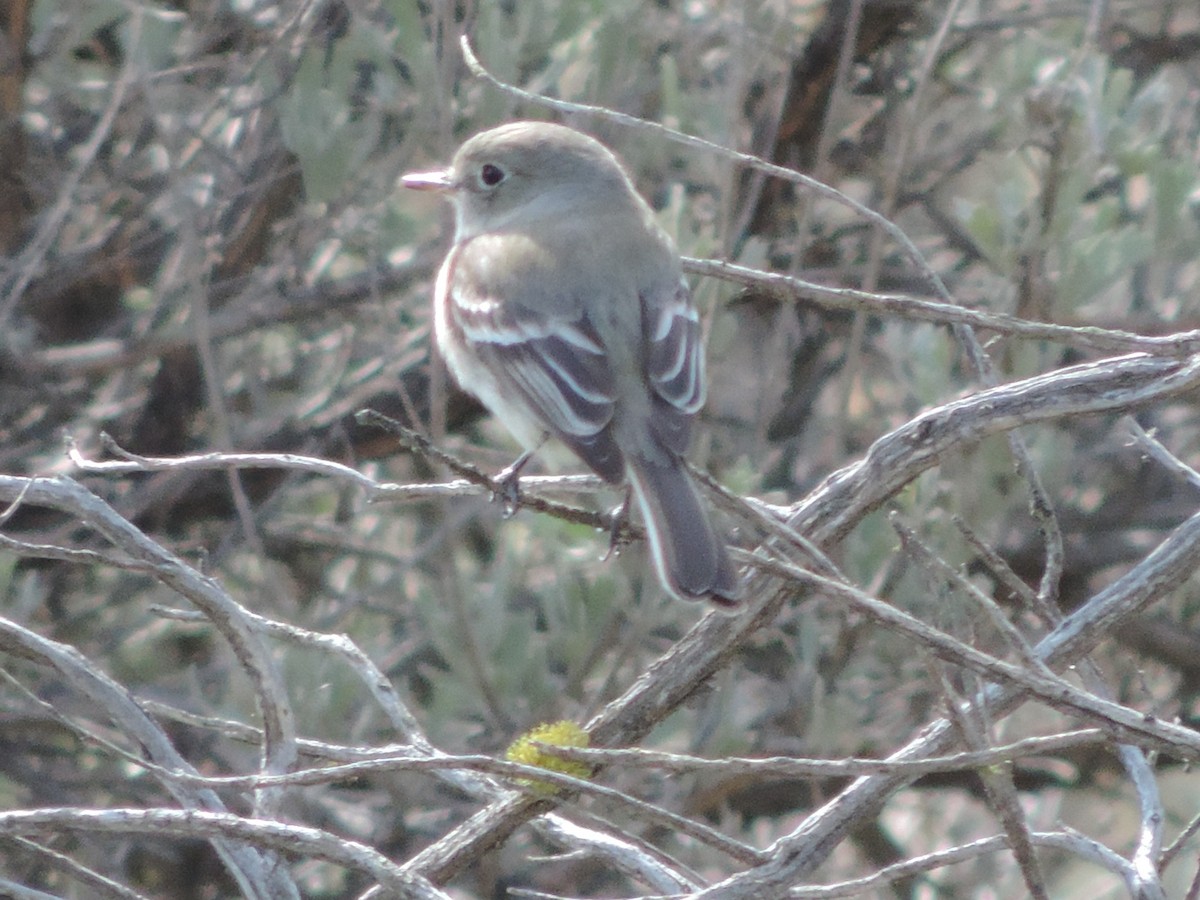 Mosquero Gris - ML230695141