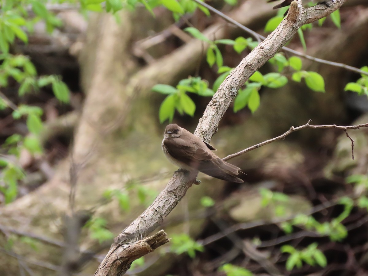 Northern Rough-winged Swallow - kim pastrick