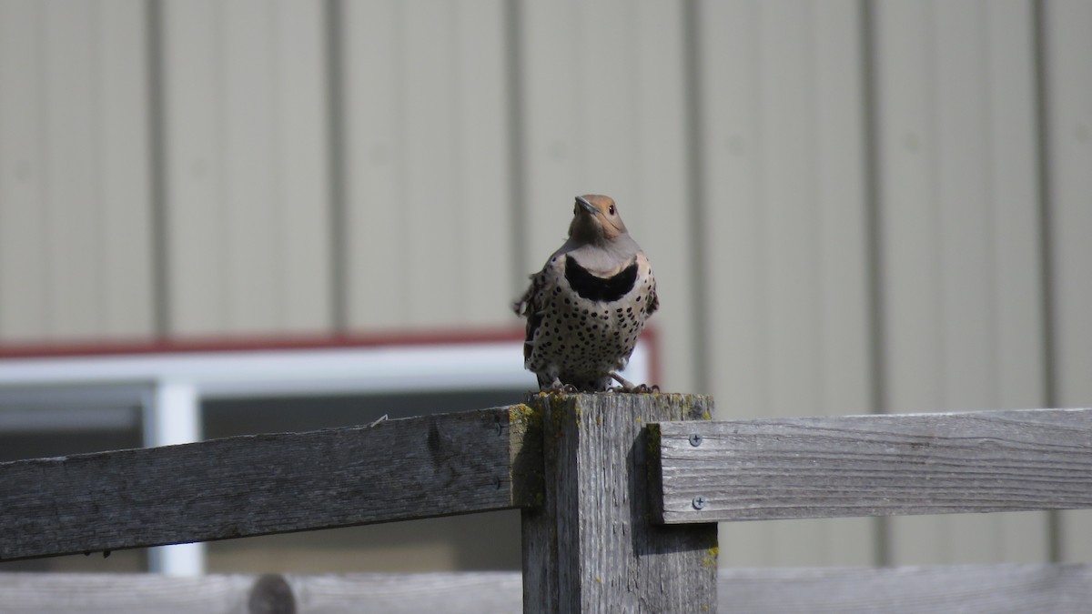 Northern Flicker - ML230697201