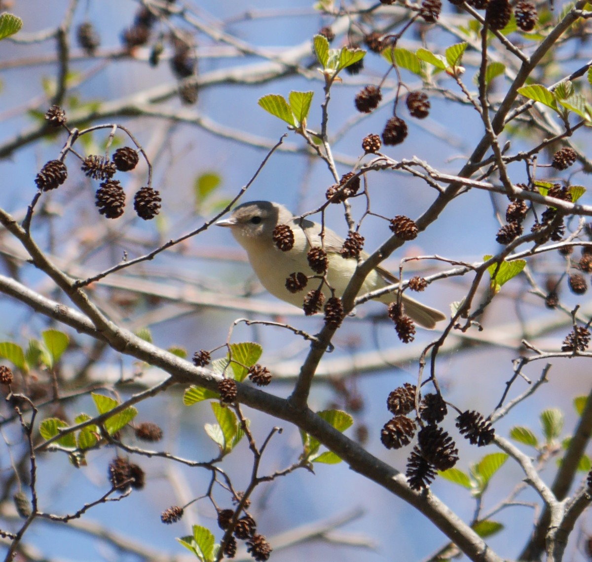 Warbling Vireo - ML230698911