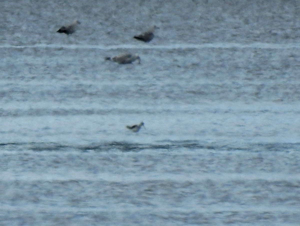 Lesser Yellowlegs - ML230699451