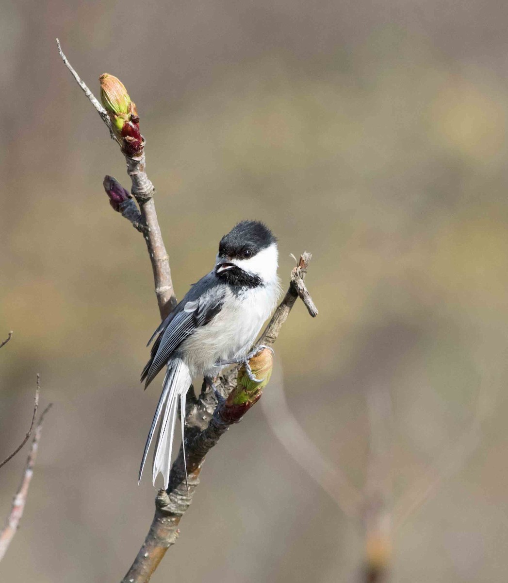 Black-capped Chickadee - Nick Bolgiano