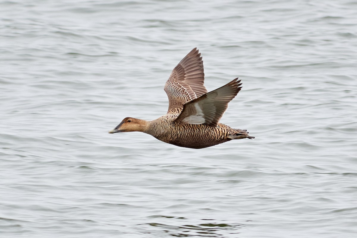 Common Eider - ML230702181