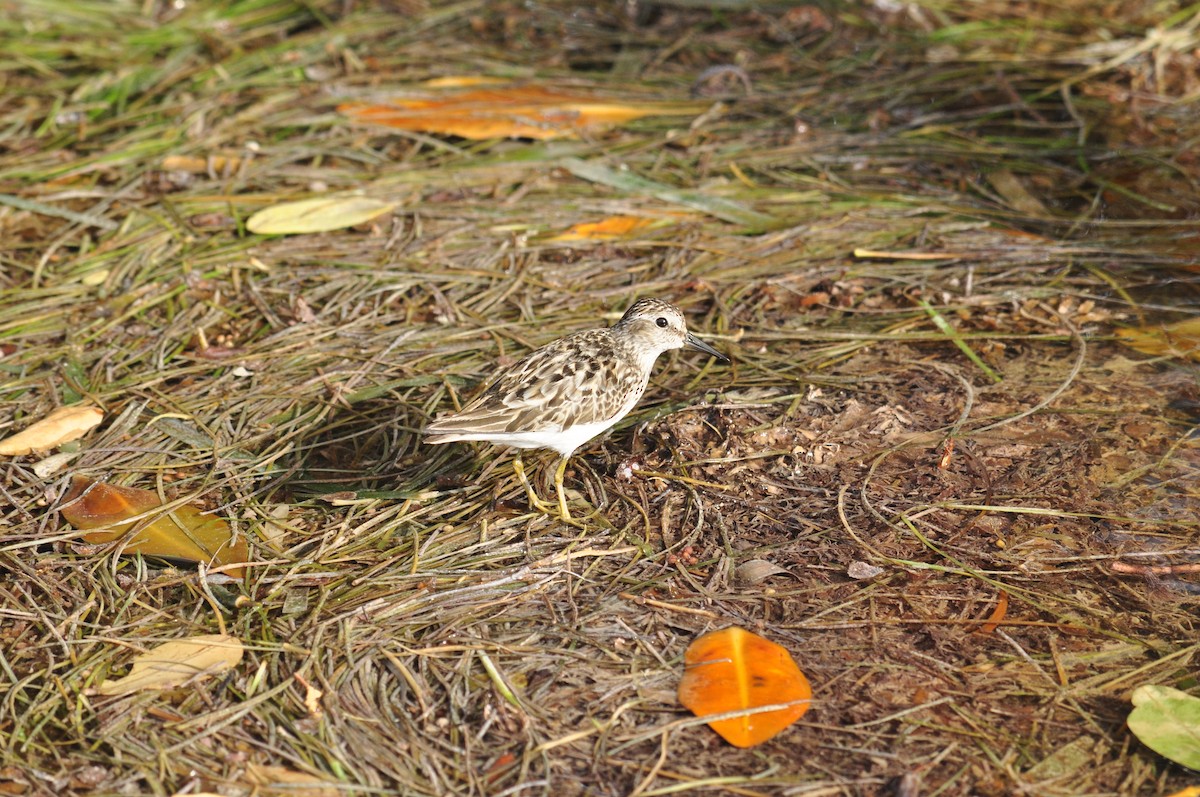 pygmésnipe - ML230703071