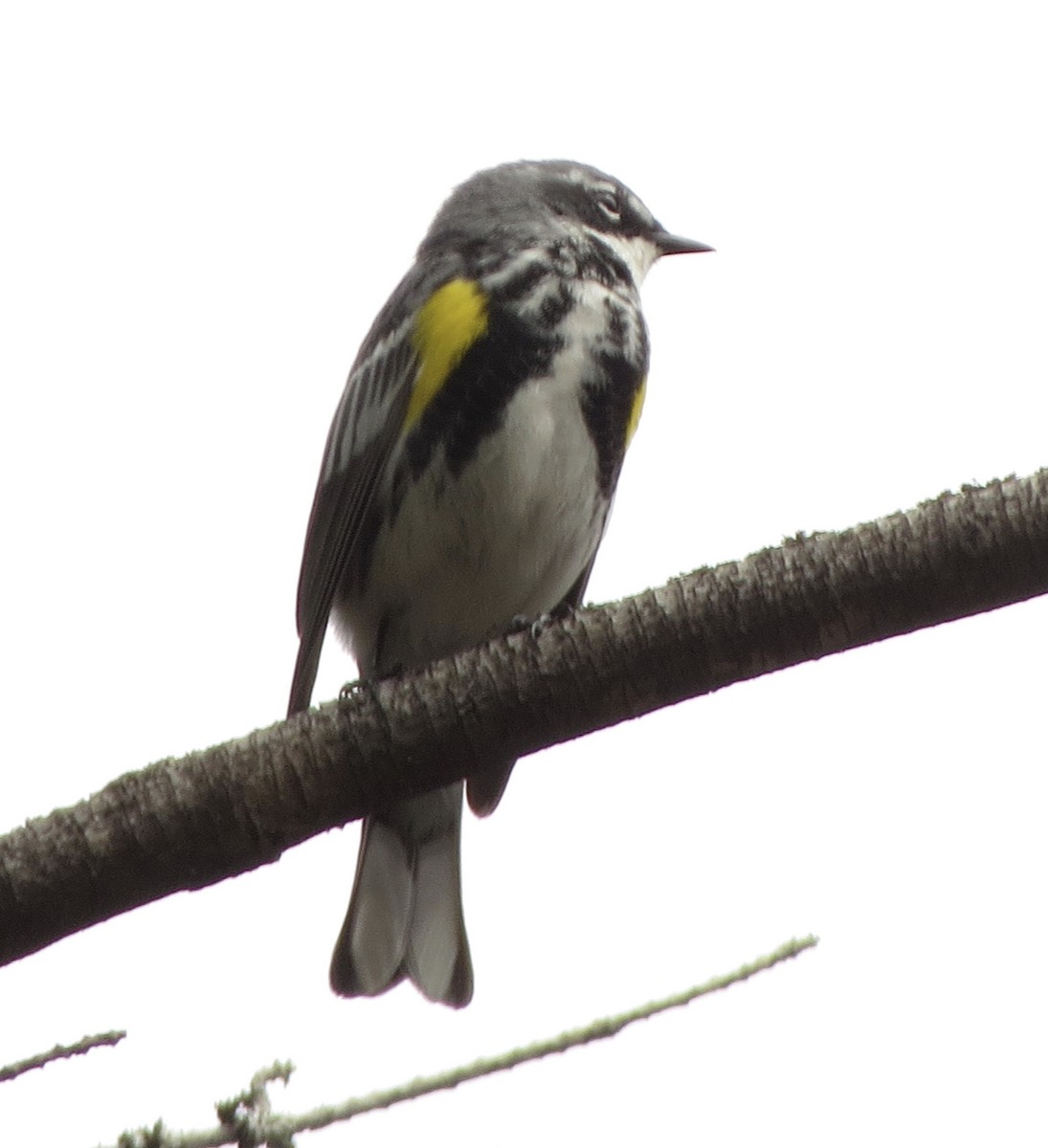 Yellow-rumped Warbler (Myrtle) - ML230704491