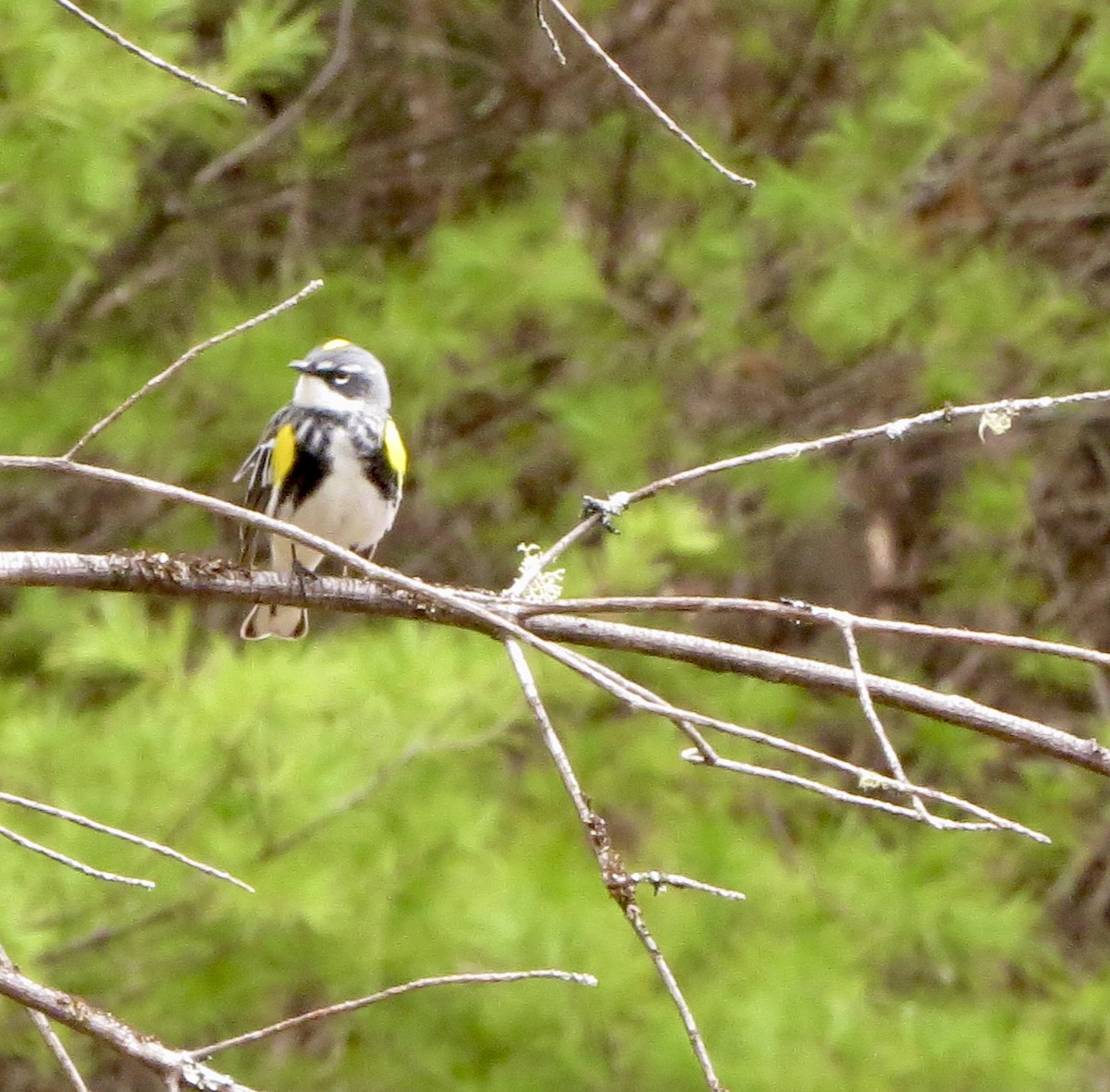 Yellow-rumped Warbler (Myrtle) - ML230704551