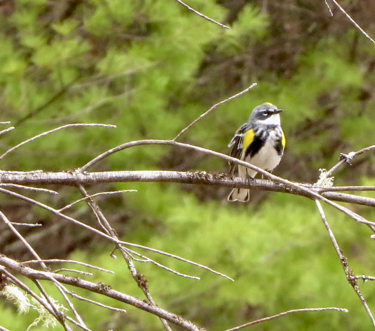 Yellow-rumped Warbler (Myrtle) - ML230704561