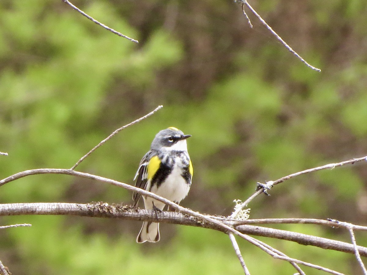 Yellow-rumped Warbler (Myrtle) - ML230704591
