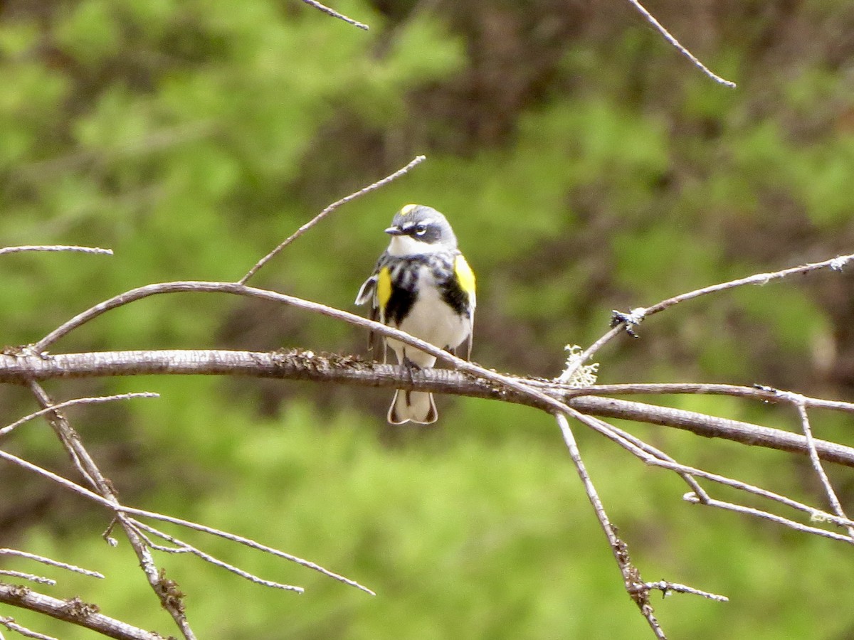 Yellow-rumped Warbler (Myrtle) - ML230704601