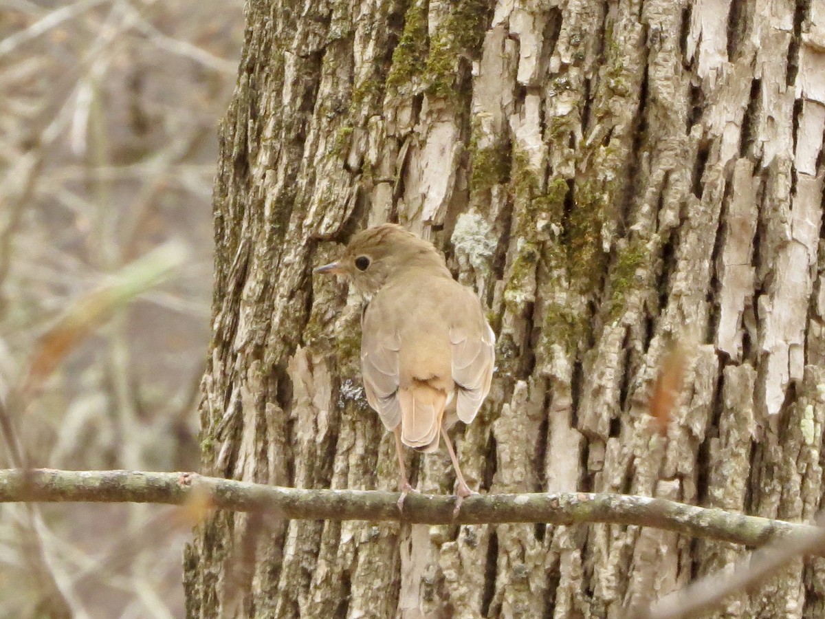 Hermit Thrush - ML230704771