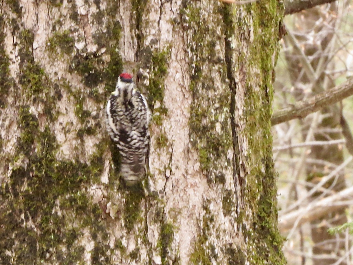 Yellow-bellied Sapsucker - ML230704901
