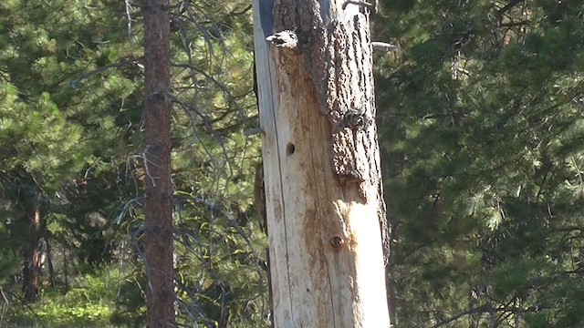 White-headed Woodpecker - ML230706151