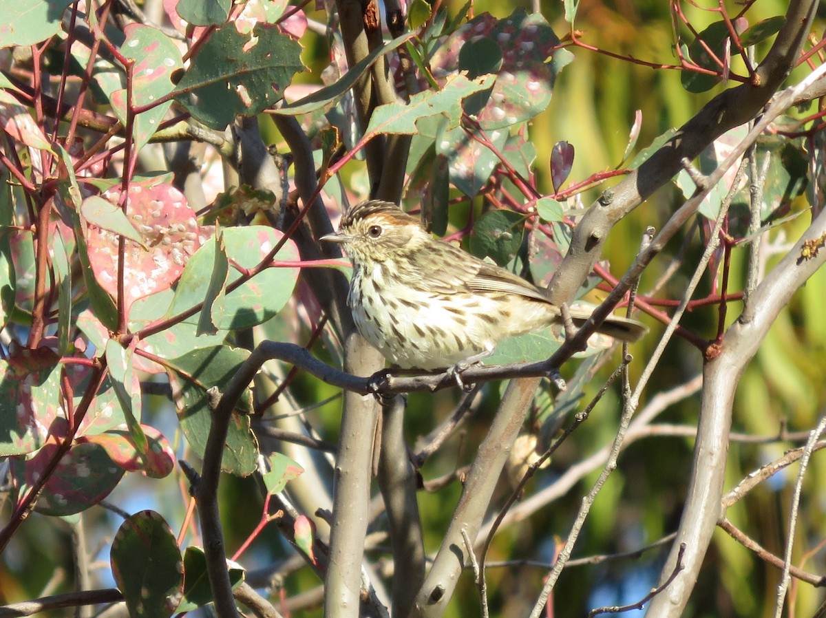 Speckled Warbler - Anonymous