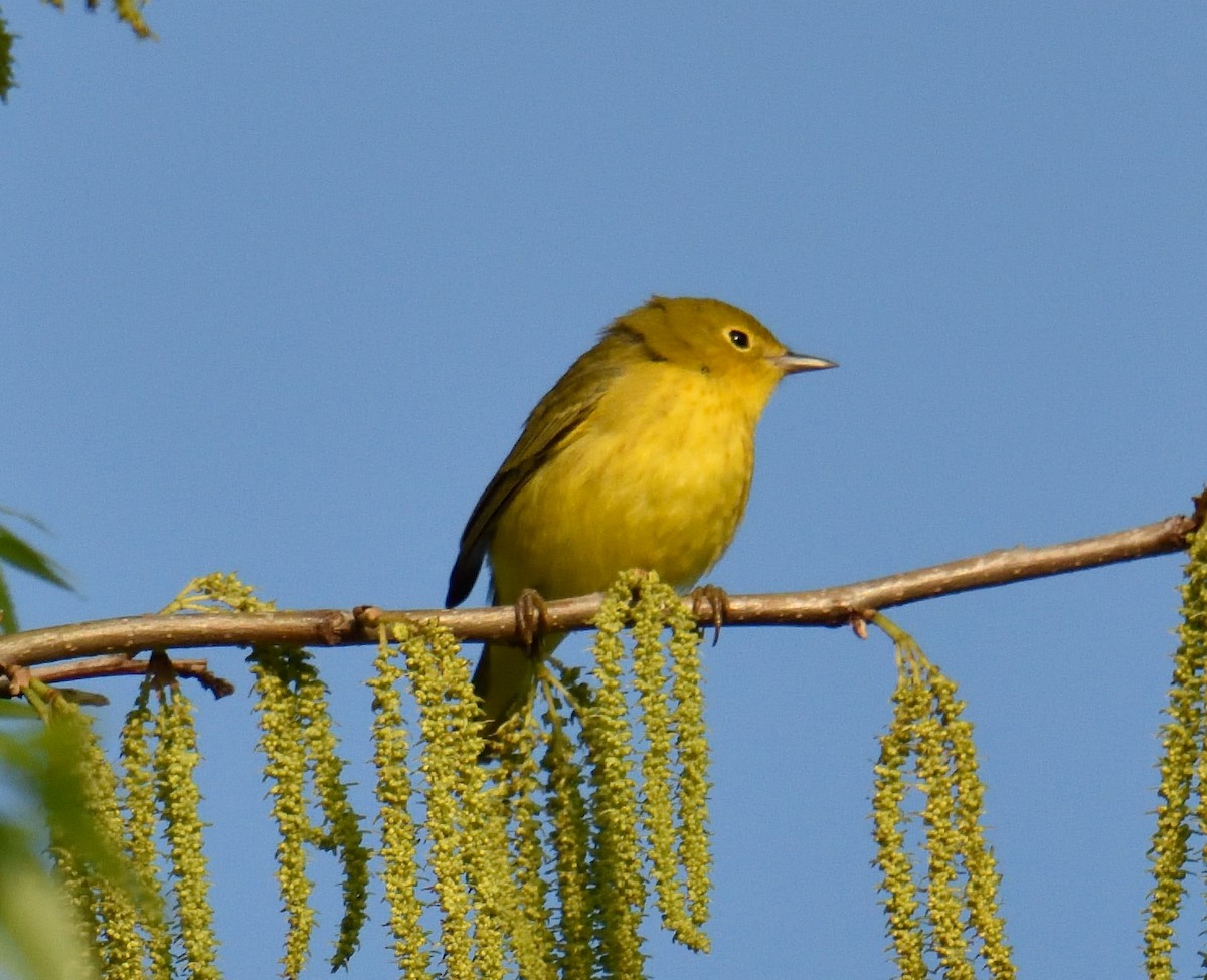 Yellow Warbler - George Pawlowski