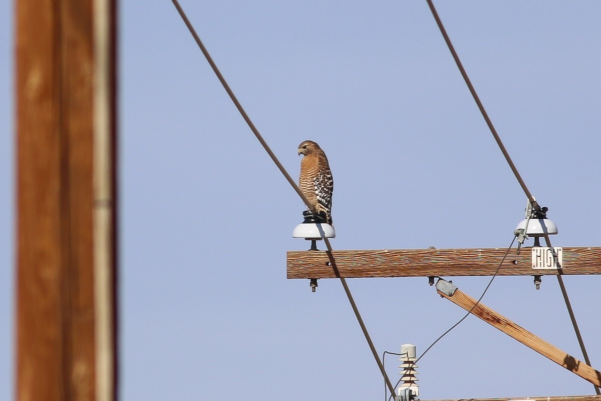 Red-shouldered Hawk - Thomas Ford-Hutchinson