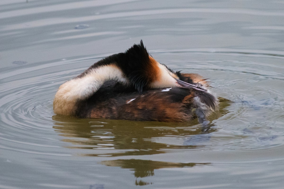 Great Crested Grebe - ML230711791