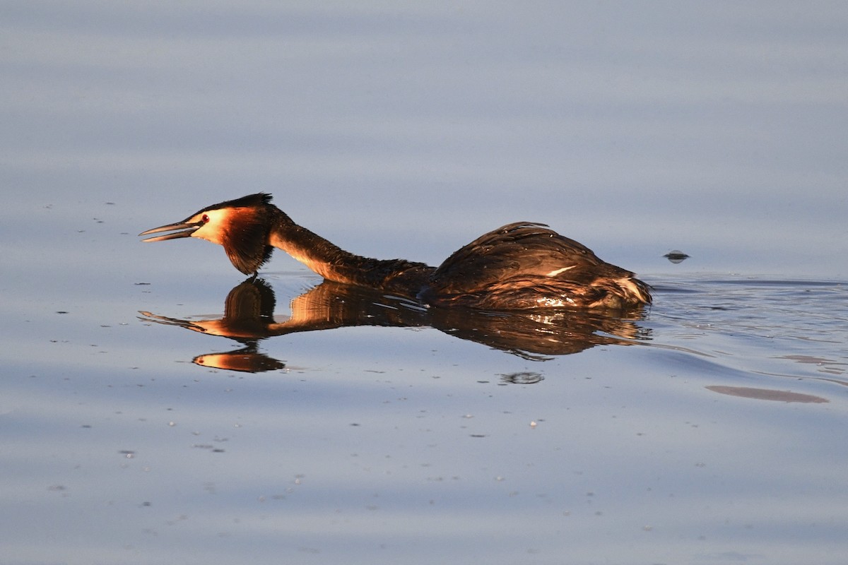 Great Crested Grebe - ML230712221
