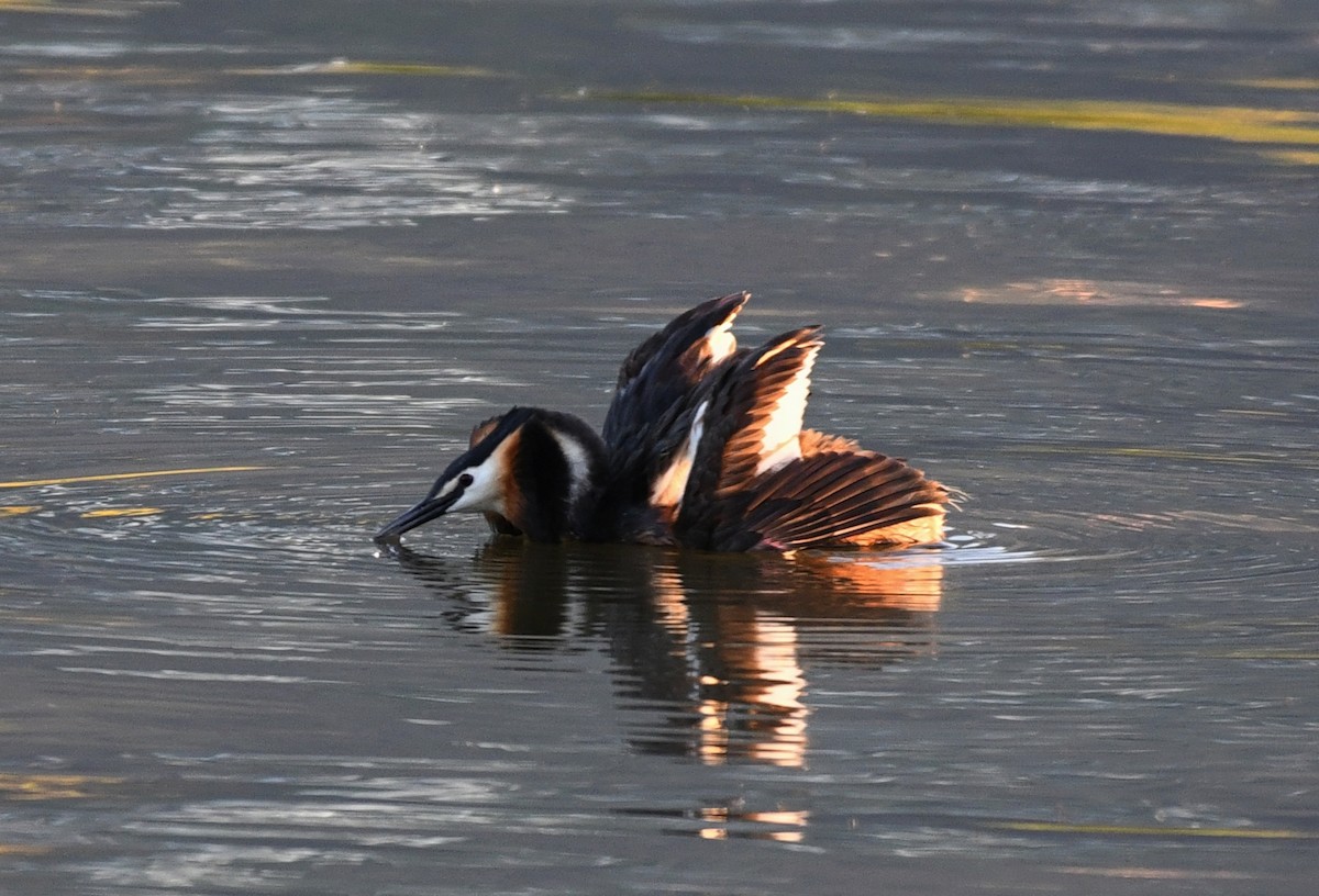 Great Crested Grebe - ML230712291