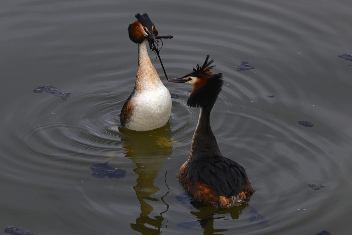 Great Crested Grebe - ML230712421