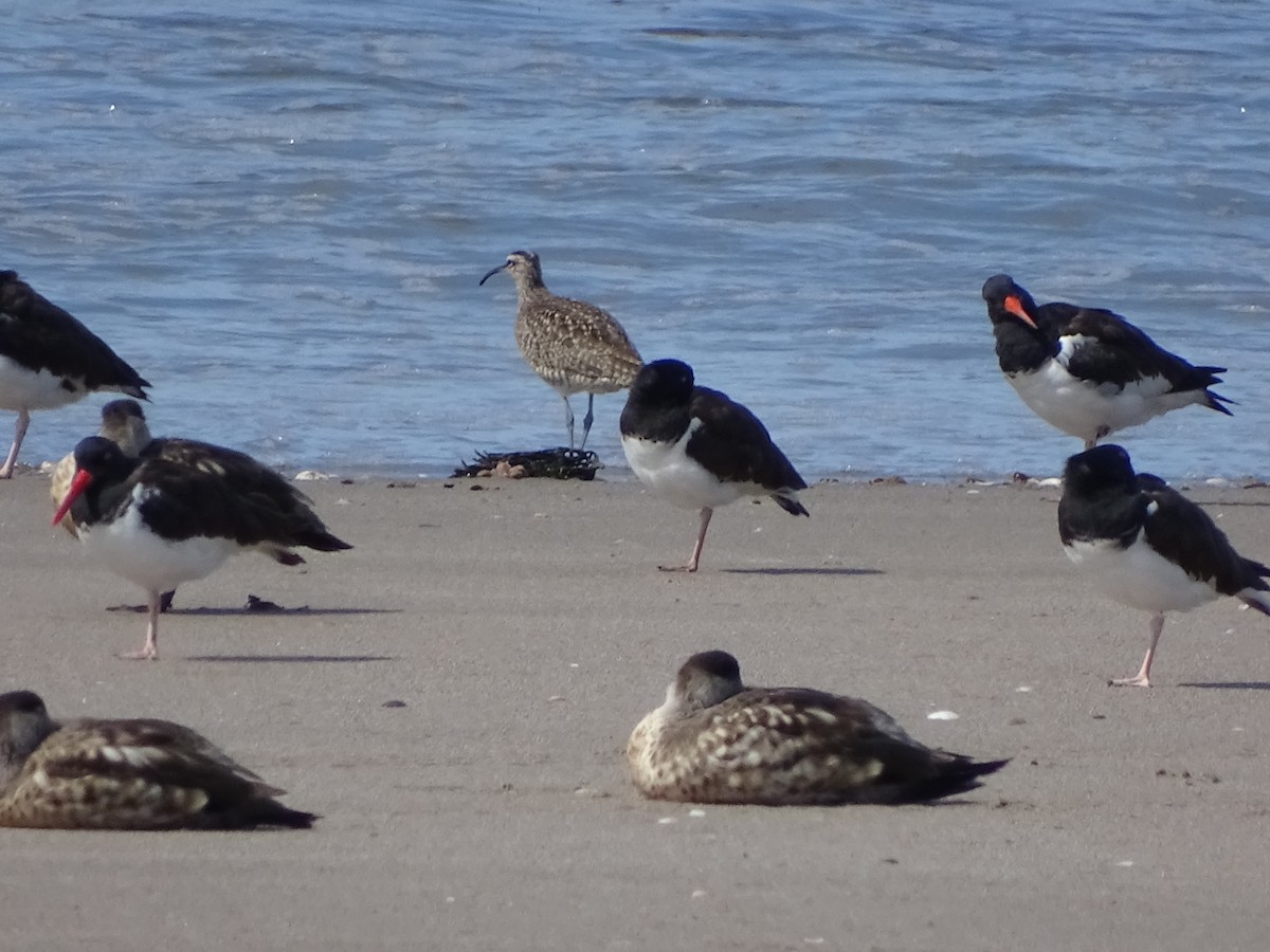 Whimbrel - ML230715701