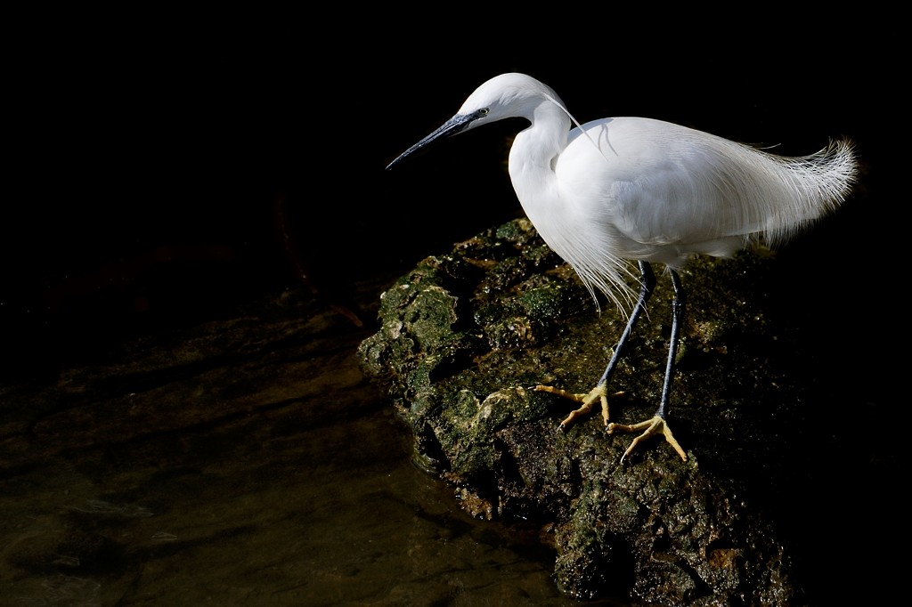 Little Egret - José Ramón Martínez