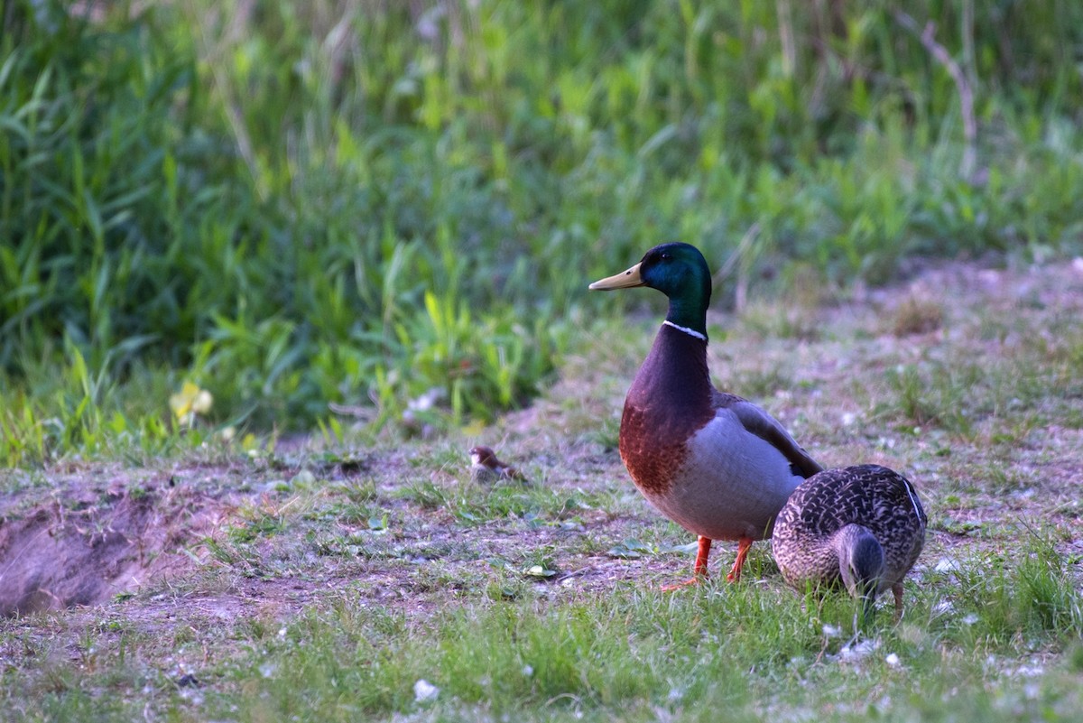 Mallard - ML230718561