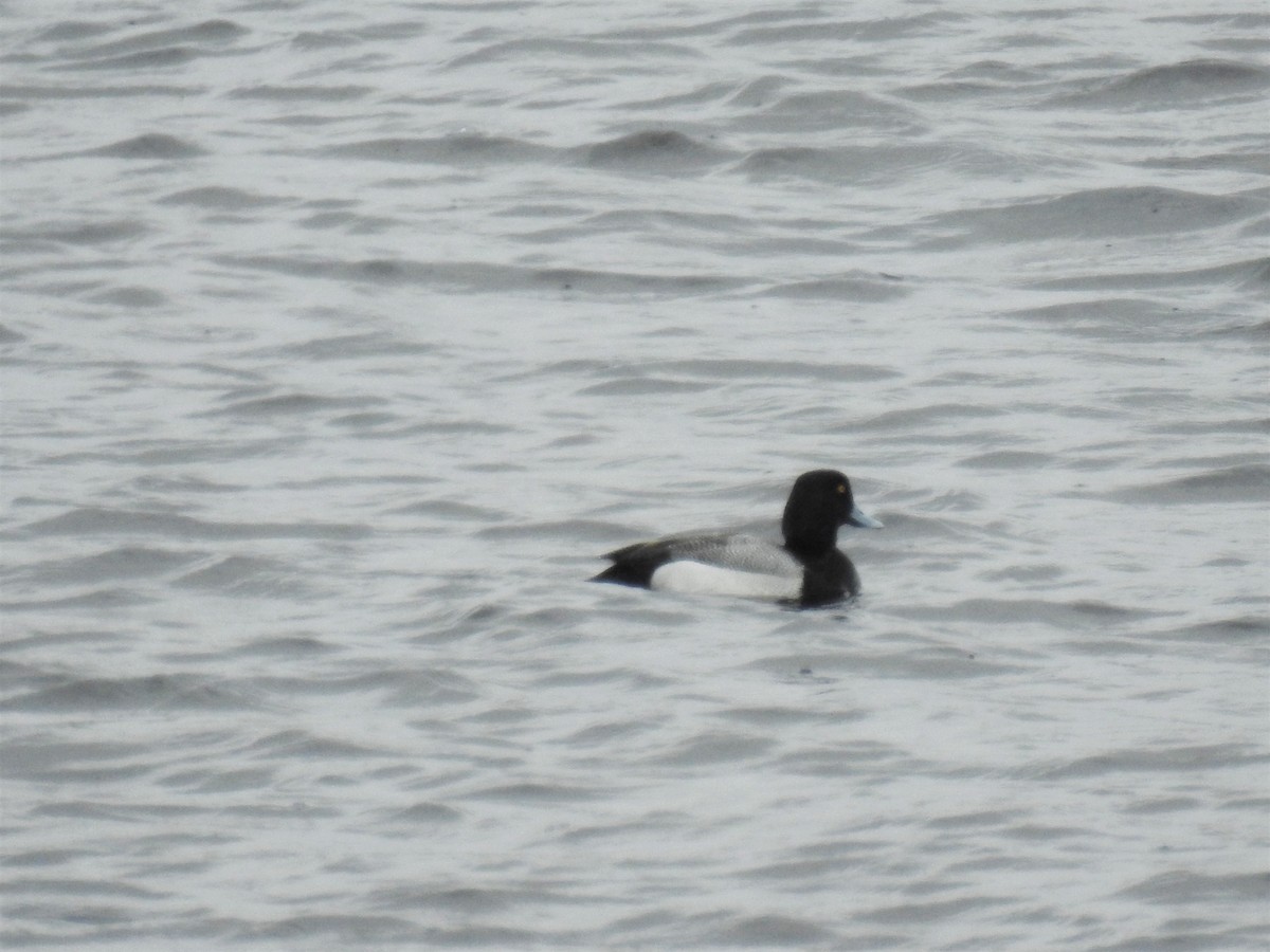 Greater Scaup - ML230719501
