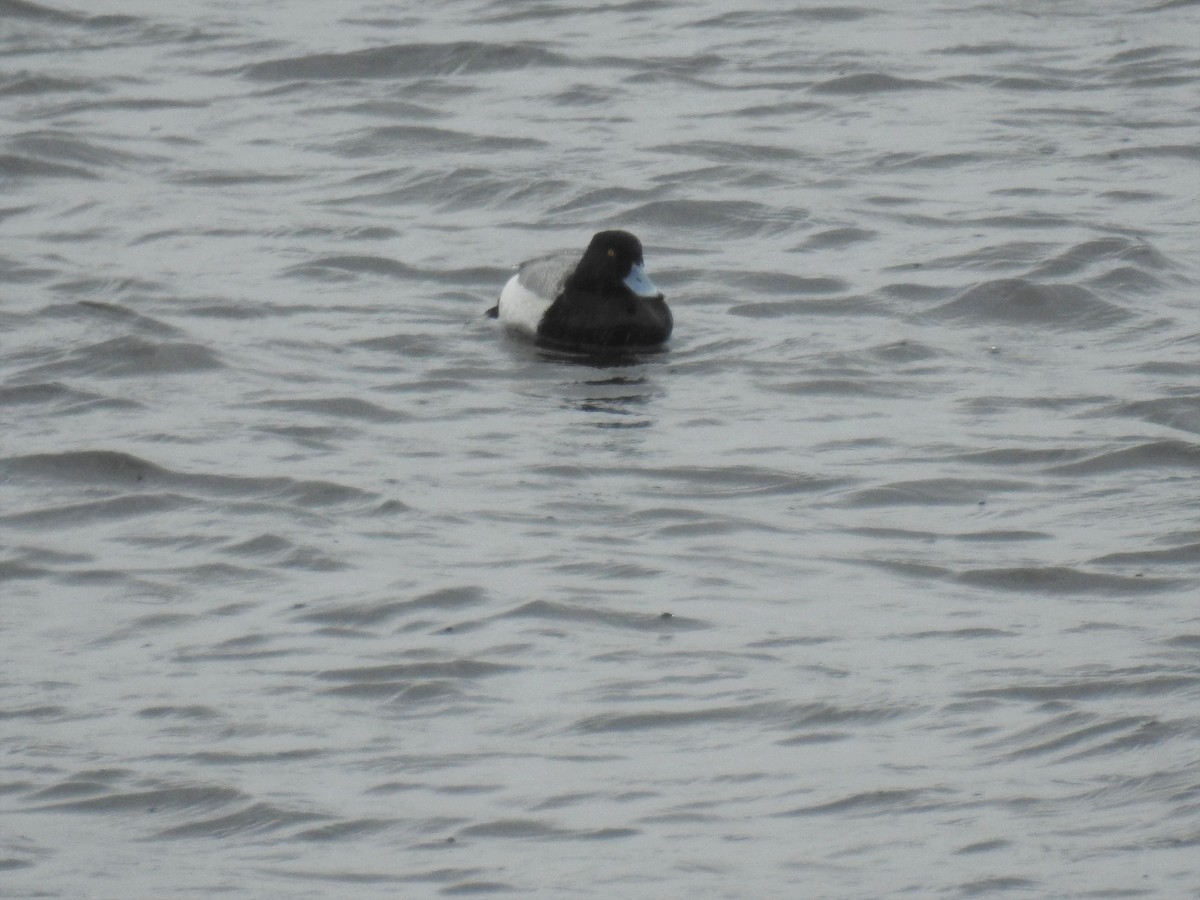 Greater Scaup - ML230719681