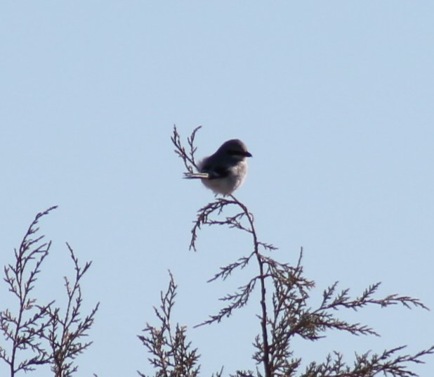 Northern Shrike - ML23072141
