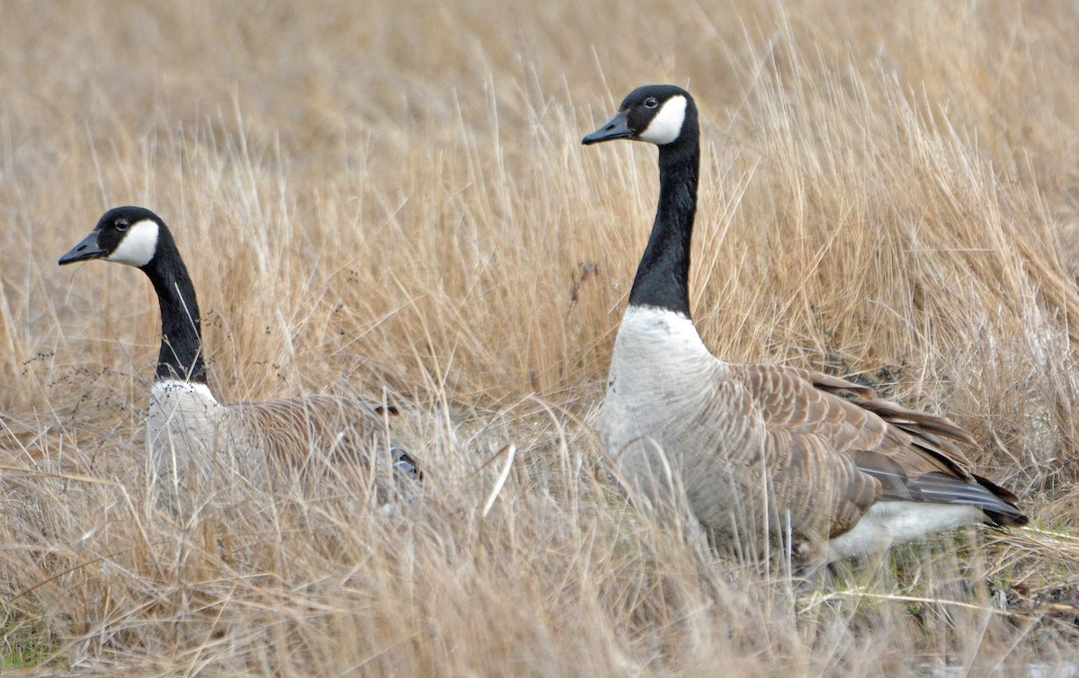 Canada Goose - Michael J Good