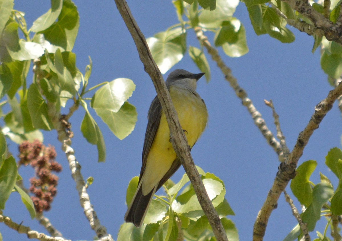 Western Kingbird - ML230724161