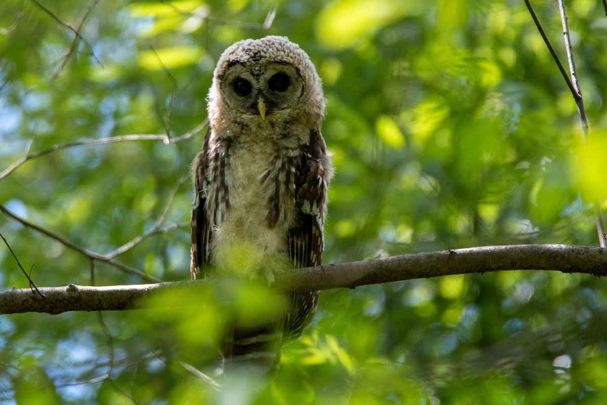 Barred Owl - Bob Schmidt