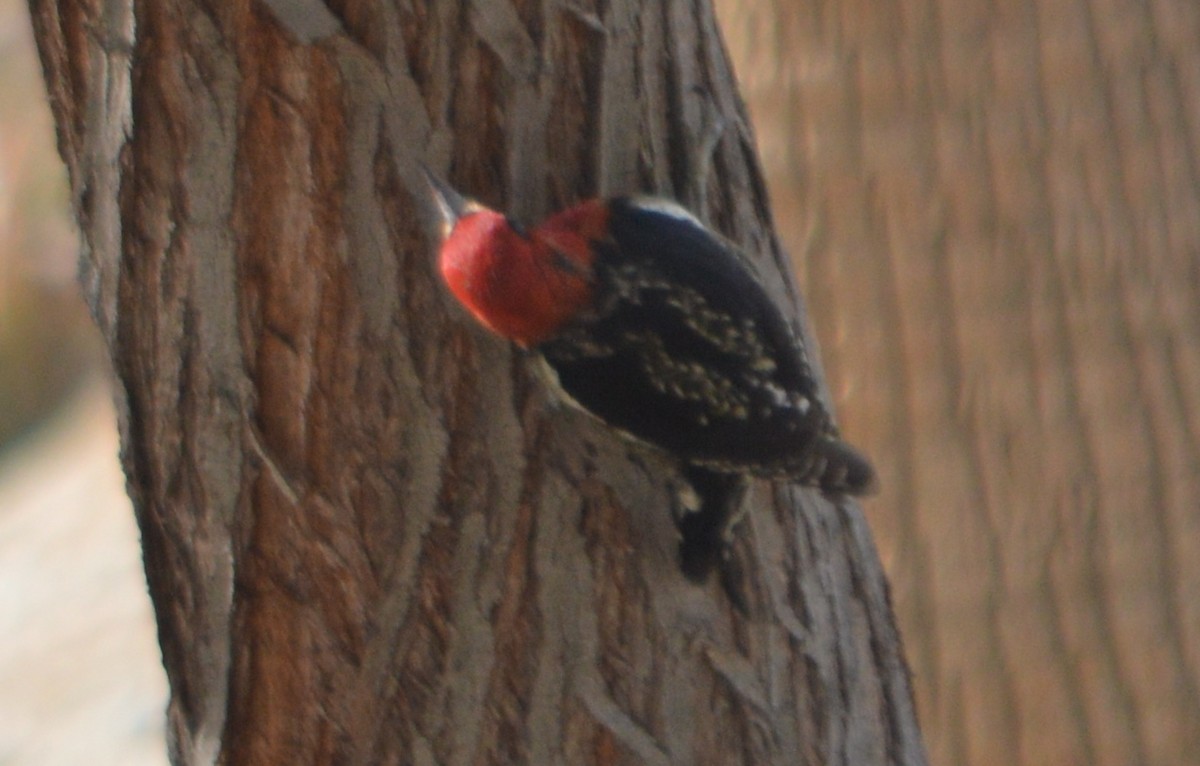 Red-breasted Sapsucker - John McCallister