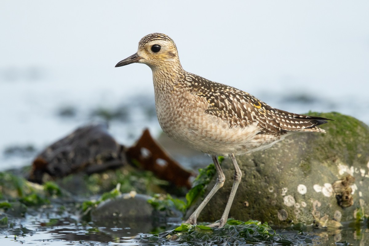 Pacific Golden-Plover - Ilya Povalyaev