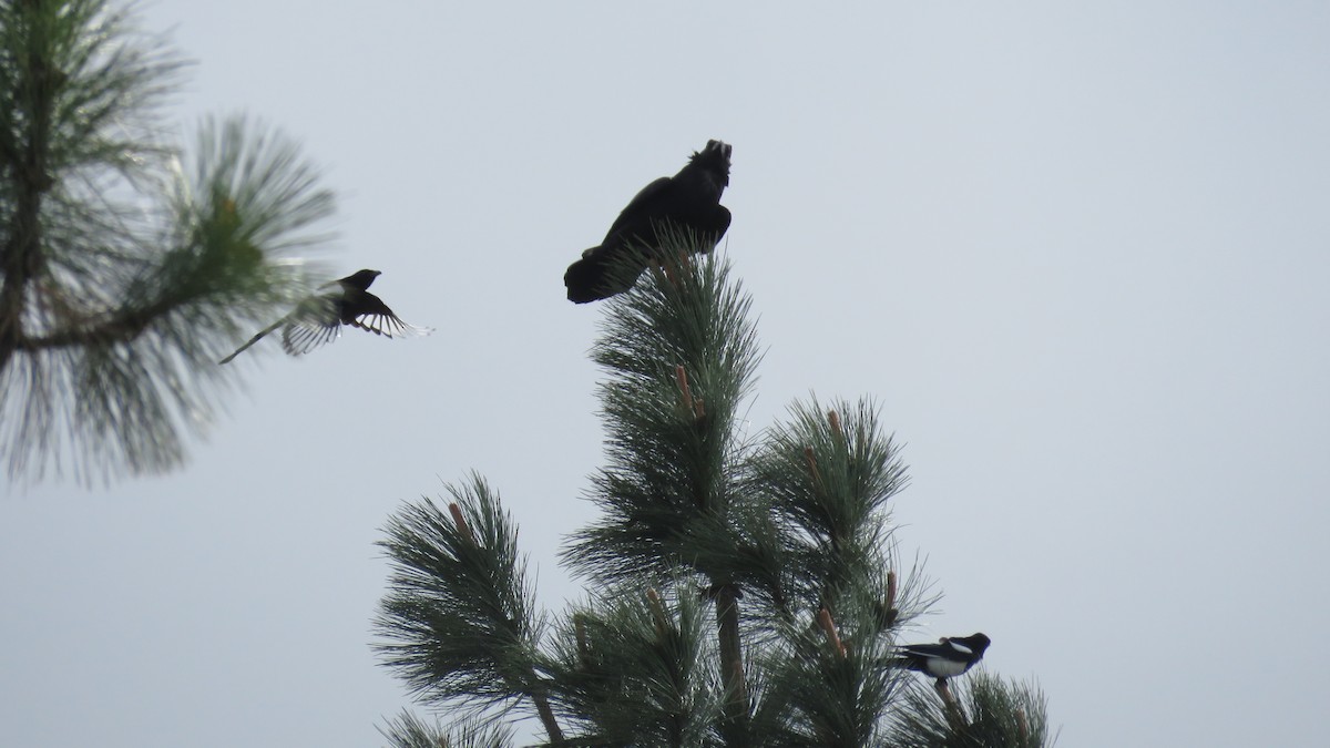 Black-billed Magpie - ML230726281