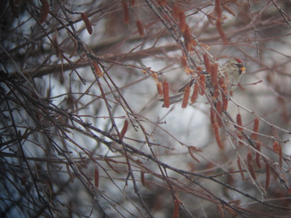 Common Redpoll - ML23072671