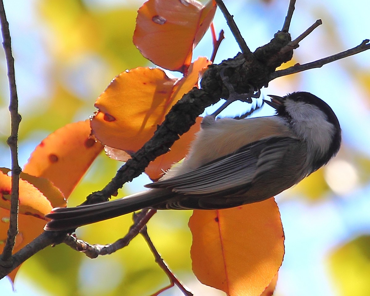 Black-capped Chickadee - ML23072731