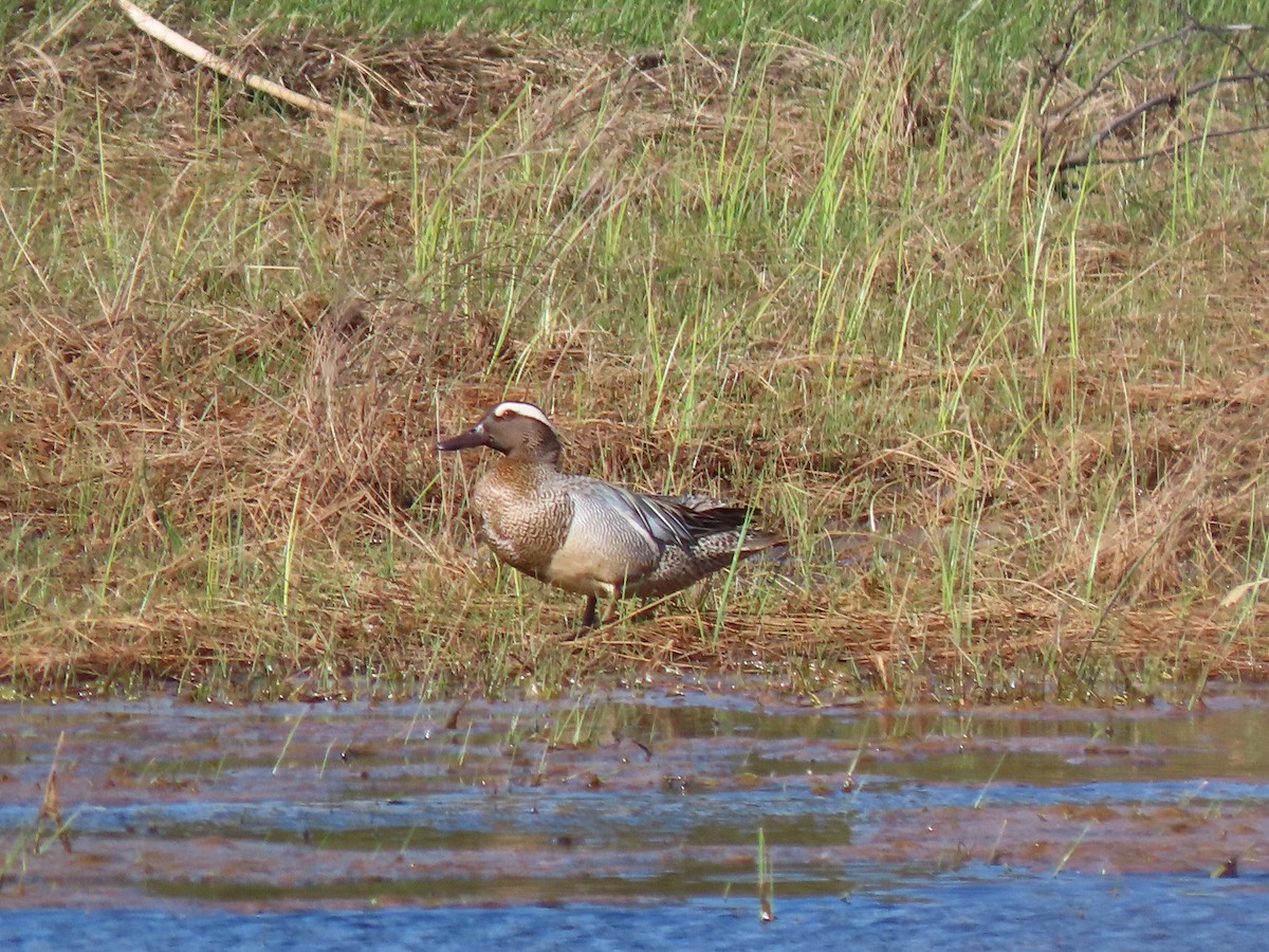 Garganey - Tyler Hohenstein