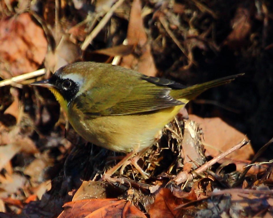 Common Yellowthroat - ML23072761