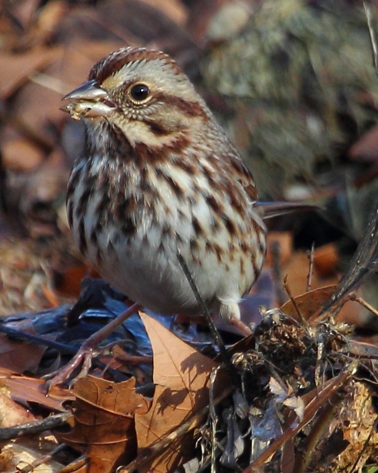 Song Sparrow - ML23072791