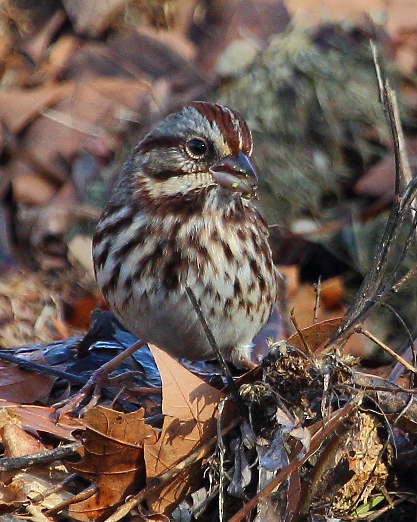 Song Sparrow - ML23072801